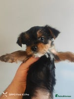 Yorkshire Terrier dogs Yorkshire terrier puppies - Advert 3