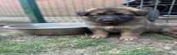 German Shepherd dogs for sale: Super Special Unique German Shepard Puppies  - Advert 7