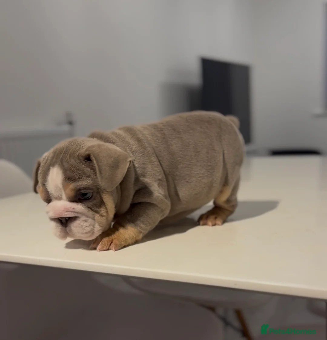 English Bulldog dogs for sale: Pink carrier English bulldogs  - Advert 15