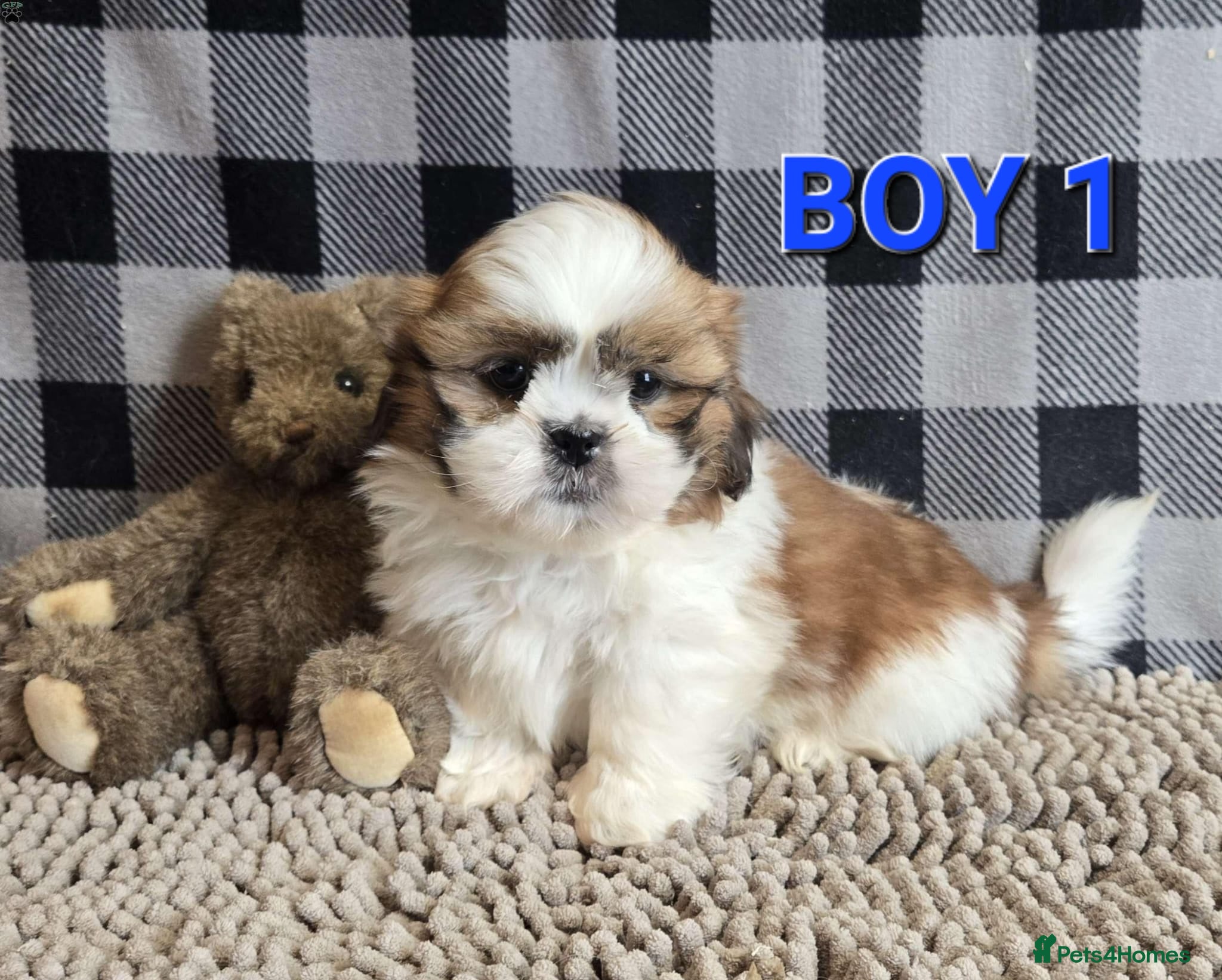 Shih Tzu dogs Stunning Shih tzu puppies - Advert 3