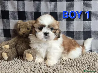 Shih Tzu dogs Stunning Shih tzu puppies - Advert 6