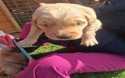 Golden Retriever dogs for sale: Working golden retriever puppies  - Image 23