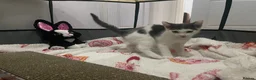 Mixed Breed cats for sale: Beautiful grey, white and tabby kittens for sale - Advert 18