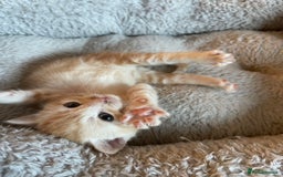 Mixed Breed cats for sale: Beautiful Kittens inc Ginger Girl - Image 3