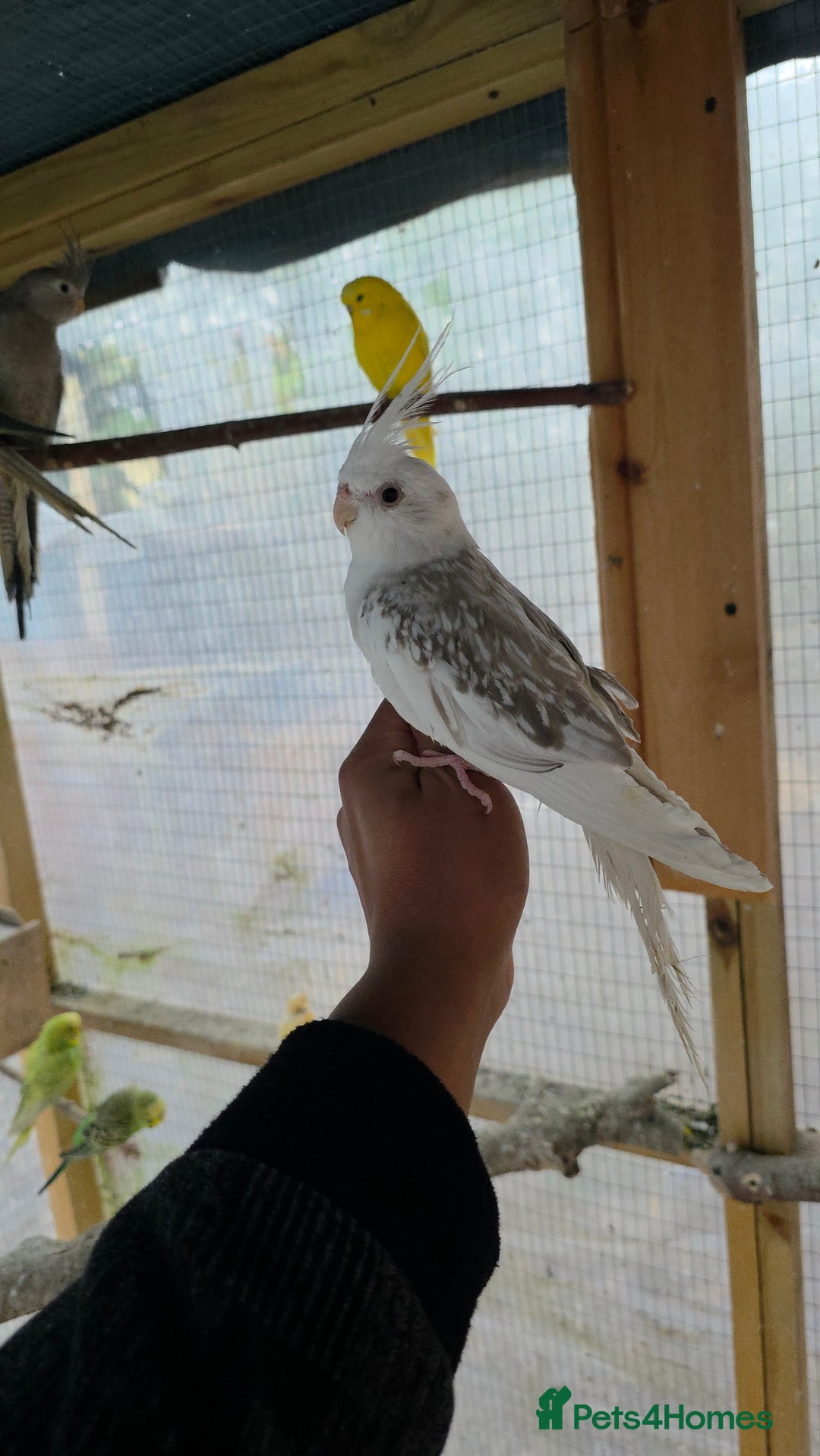 Cockatiels birds for sale: Silly hand tamed baby cockatiels for sale  - Advert 19