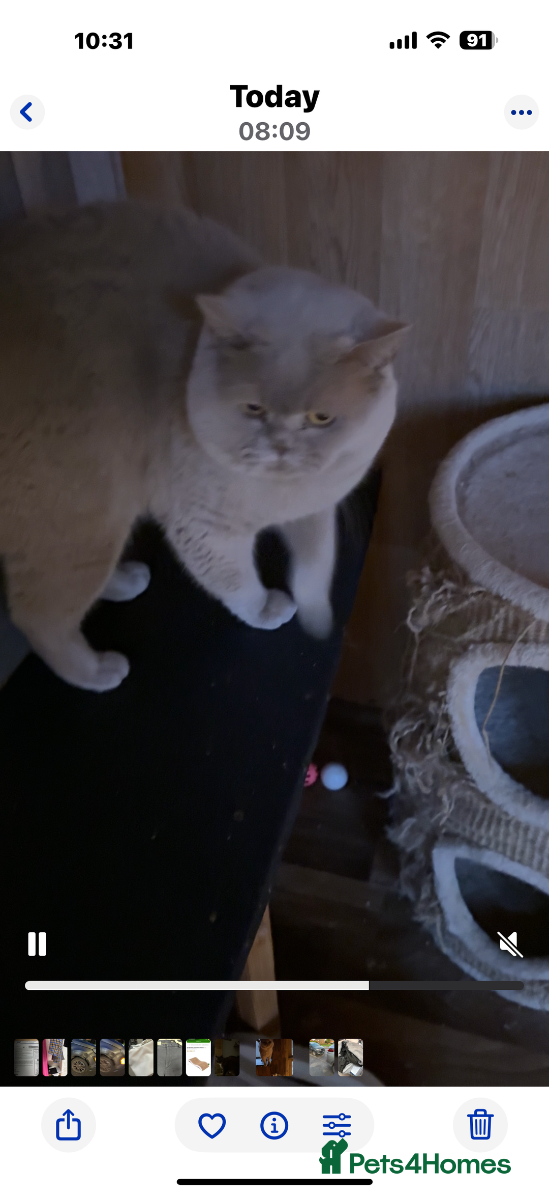 British Shorthair cats for stud: Lilac gccf stud blood group Ab in Birmingham - Advert 12