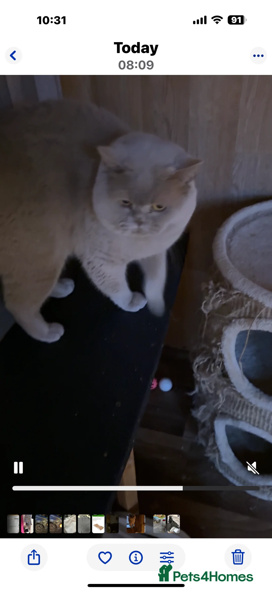 British Shorthair cats for stud: Lilac gccf stud blood group Ab in Birmingham - Advert 12