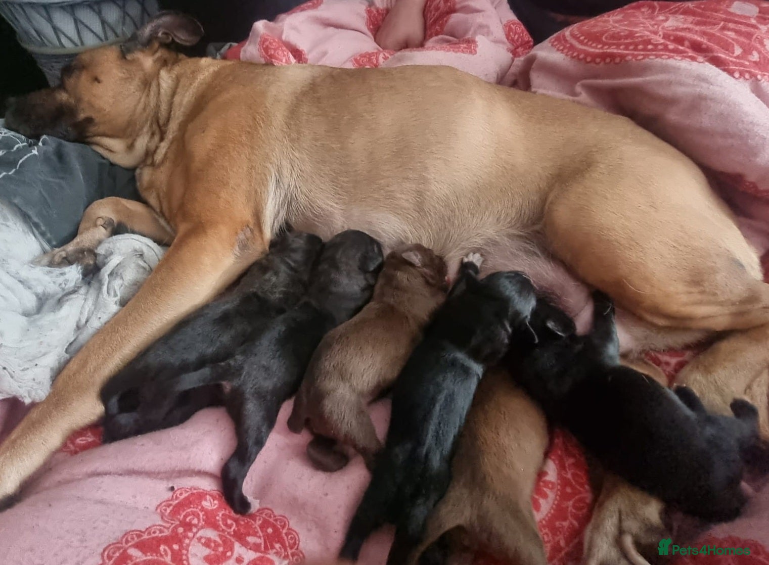 Mixed Breed dogs CANE COLLIE hybrid  - Advert 2