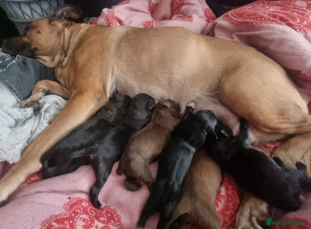 Mixed Breed dogs for sale: CANE COLLIE hybrid  - Advert 1