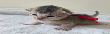 Abyssinian Kitten 4