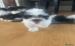 Shih Tzu dogs for sale: Shih Tzu Puppies - Image 30