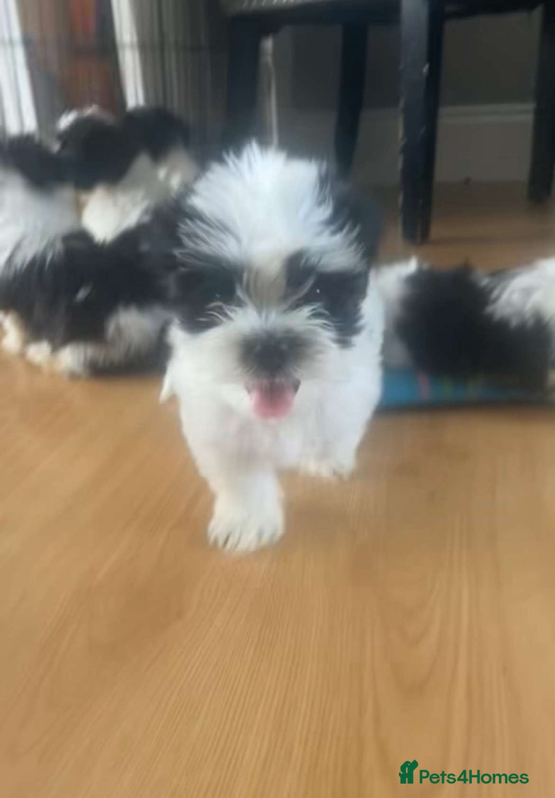 Shih Tzu dogs for sale: Shih Tzu Puppies - Image 30