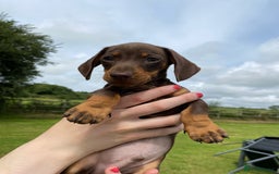 Miniature Dachshund dogs for sale: 5 KC registered smooth coated miniature dachshunds - Image 4