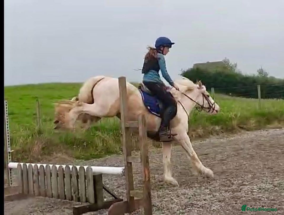 Irish Sports horses for sale: Horse lemon drizzle  - Image 5