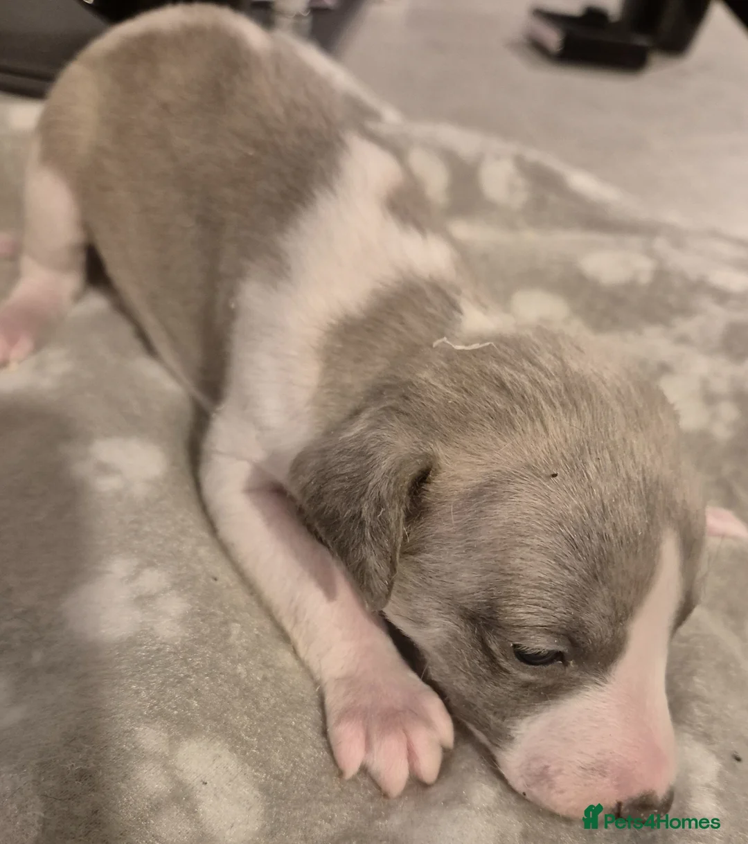 Whippet dogs for sale: Whippet pups  - Advert 5