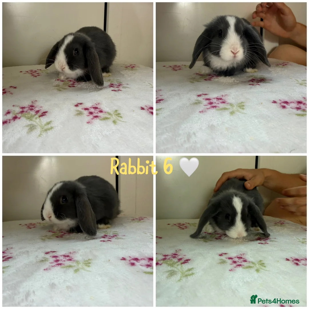 Mini Lop rabbits for sale: Gorgeous Mini Lops - LEAVE ASAP - Advert 2