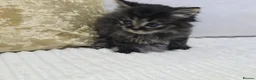 Domestic Shorthair cats for sale: Beautiful Litter of 8 Kittens –5 Females & 3 Males - Advert 21