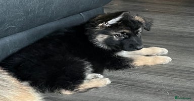 German Shepherd dogs - Advert 8