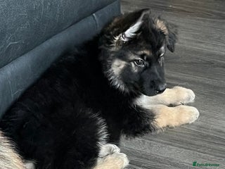 German Shepherd dogs - Advert 32