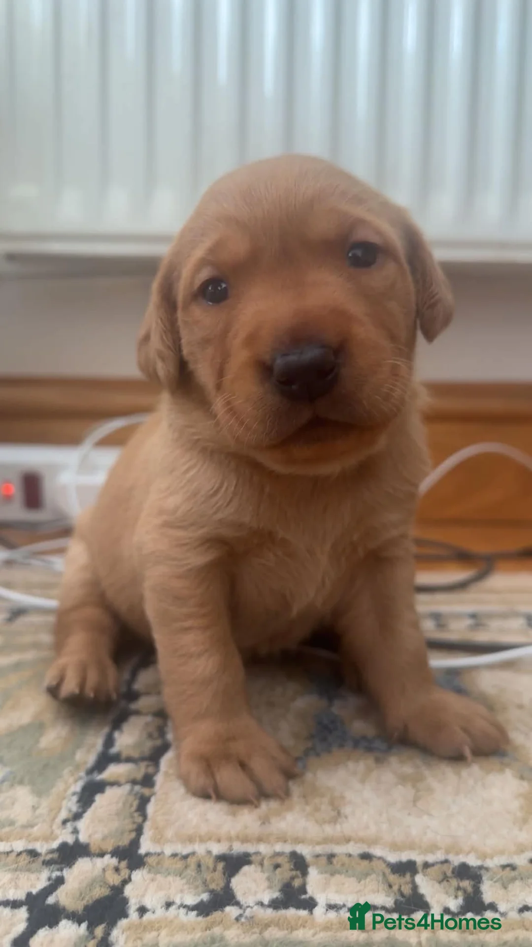 Labrador Retriever dogs for sale: Fox Red Labradors in Oswestry - Advert 2