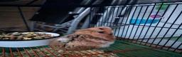 Hamster rodents for sale: Friendly Syrian Hamster – Healthy & Well Handled in Windsor - Advert 4