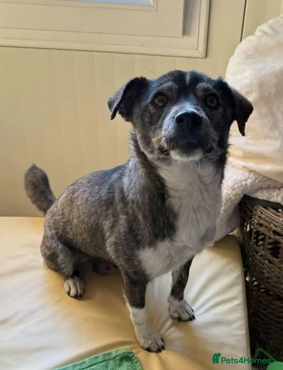 Mixed Breed dogs for adoption: Meet Kiwi, Currently residing in Kent in Canterbury - Advert 2