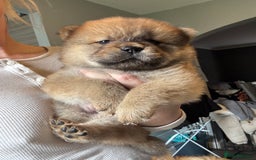 Chow Chow dogs for sale: 3 Stunning chow chow for sale  - Image 1