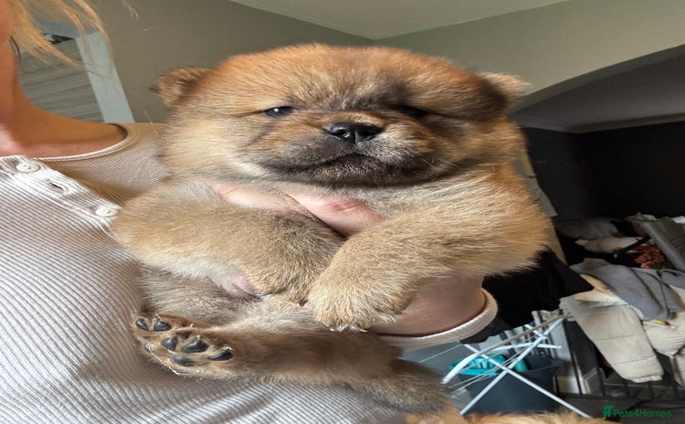 Chow Chow dogs - Advert 1
