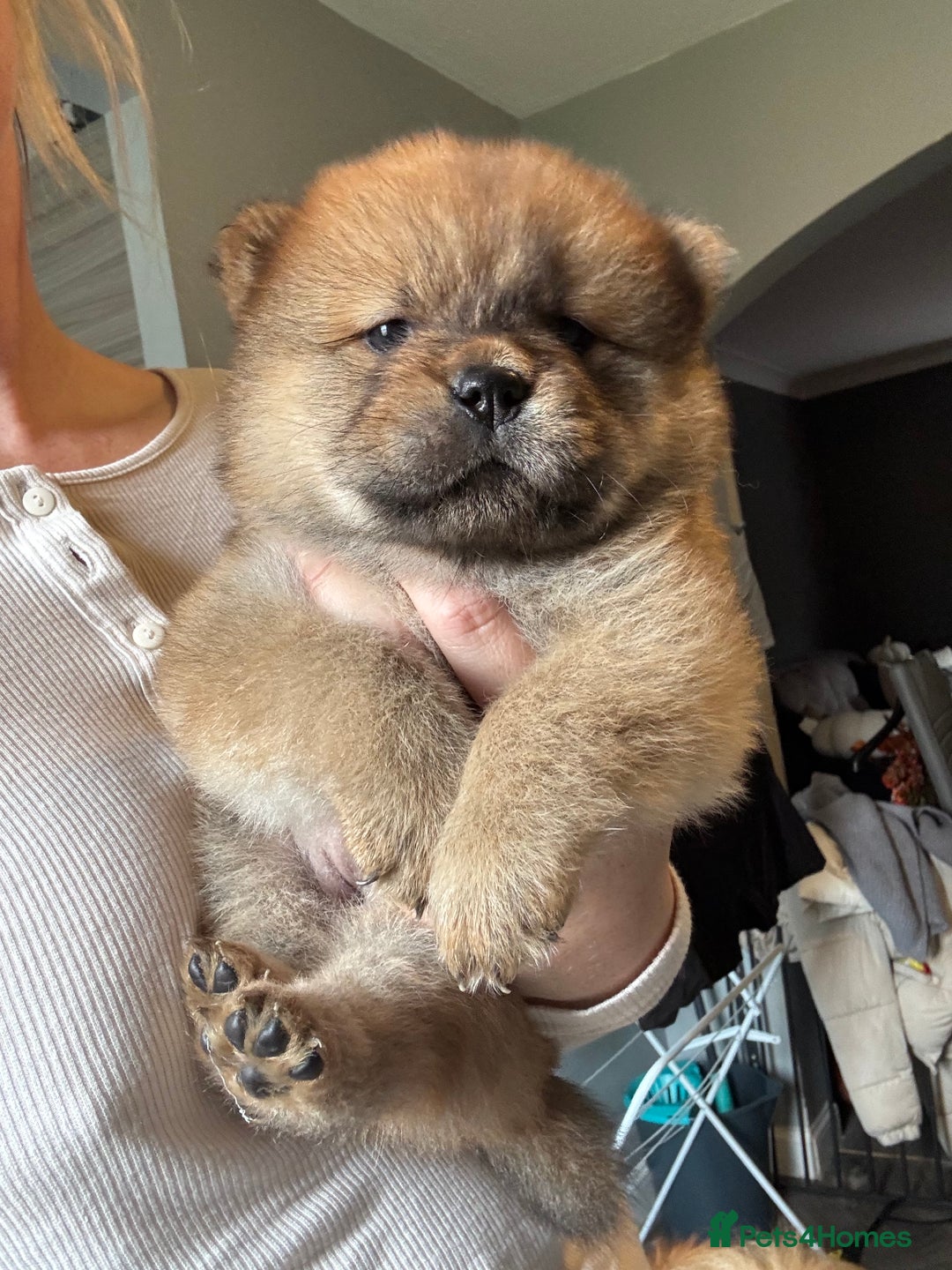 Chow Chow dogs for sale: 3 Stunning chow chow for sale  - Image 1