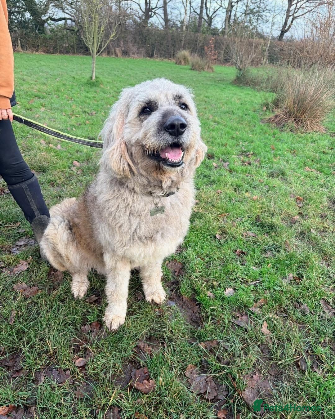 Mixed Breed dogs for adoption: 💚 Oscar - our bear boy💚 - Advert 9