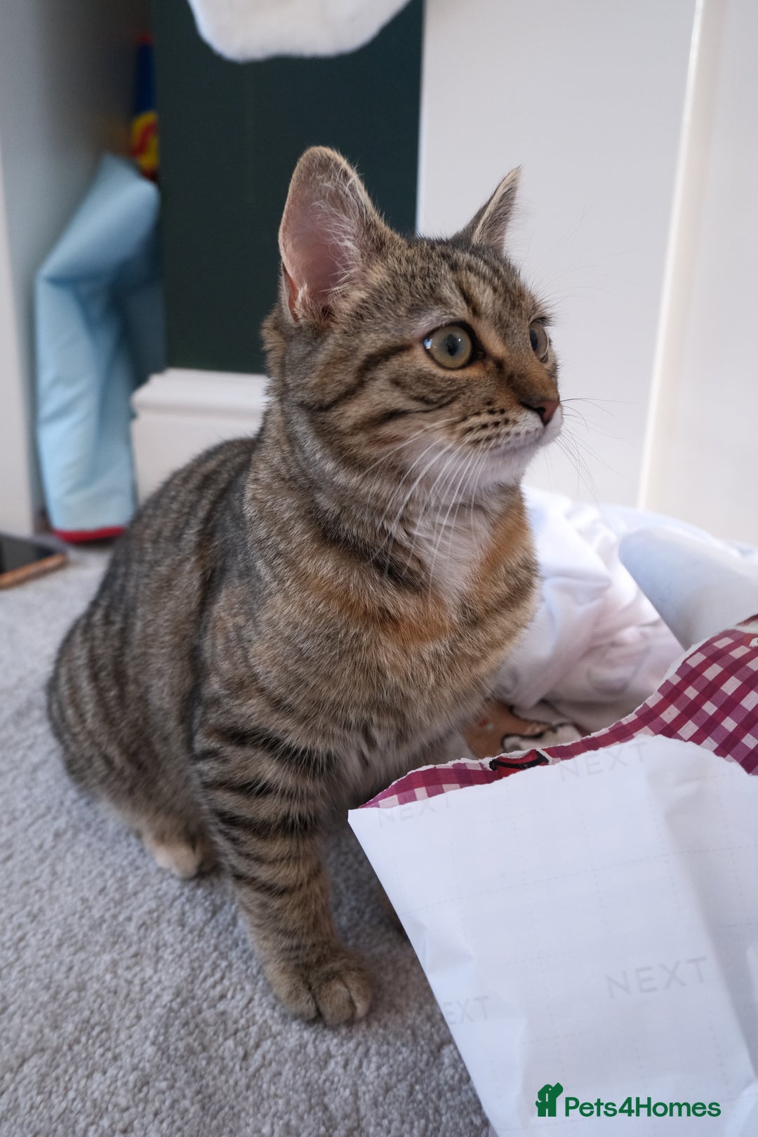 Mixed Breed cats for sale: Rehoming our lovely kitten Lulu - Advert 2