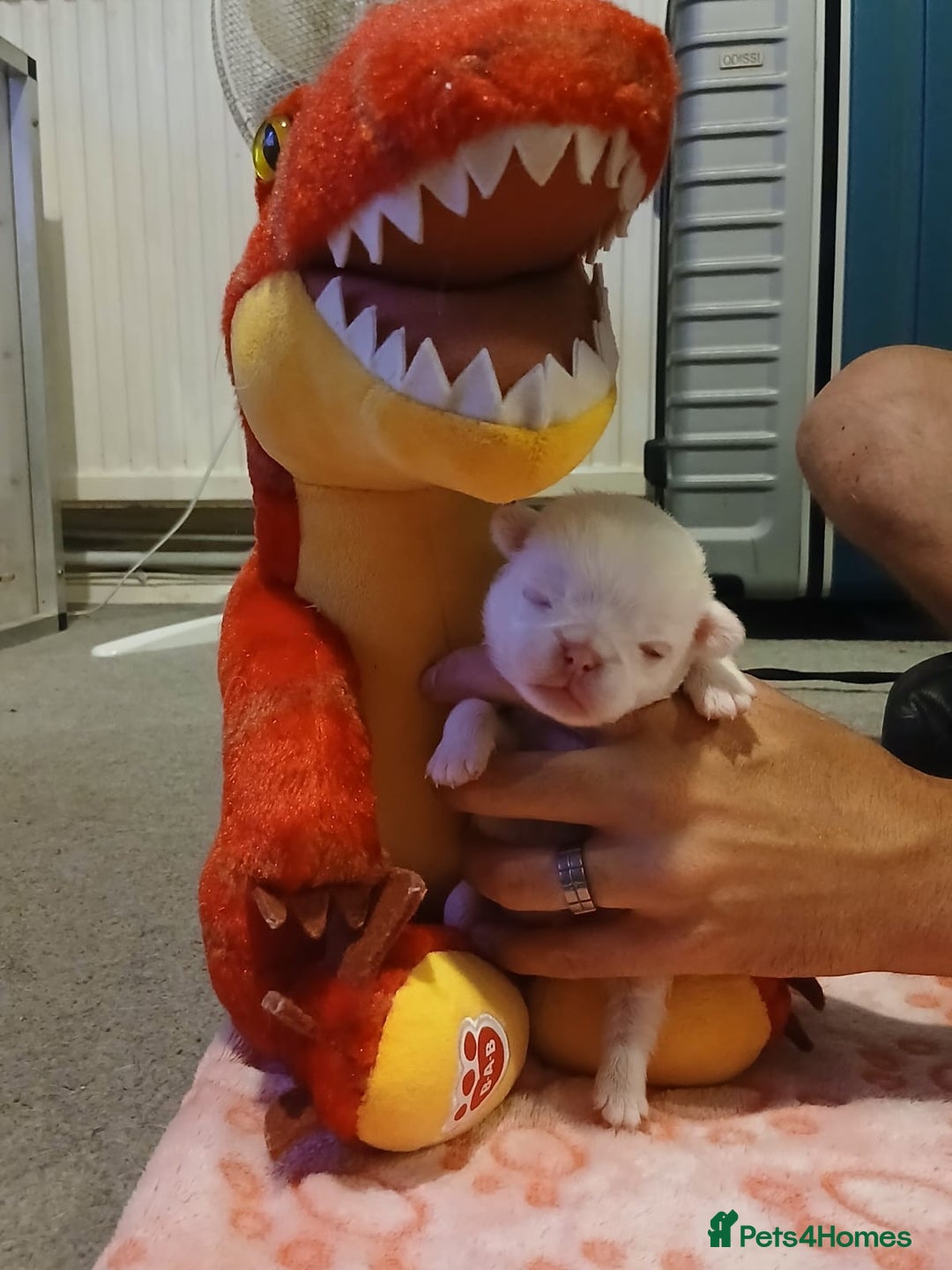 Pug dogs for sale: The “Dinosaur Litter”  - Image 5