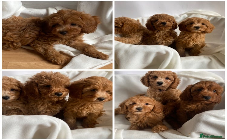 Maltipoo dogs - Advert 16
