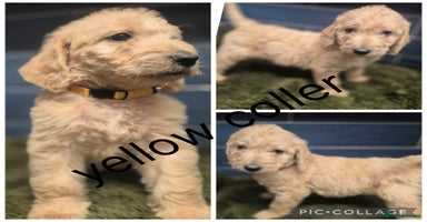 Labradoodle dogs - Advert 5