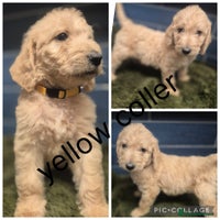 Labradoodle dogs - Advert 6