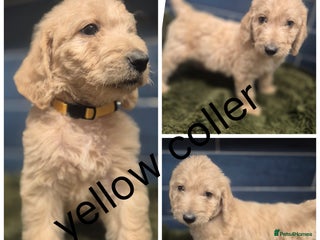 Labradoodle dogs - Advert 4