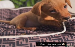 Labrador Retriever dogs for sale: Labrador pups  - Image 12