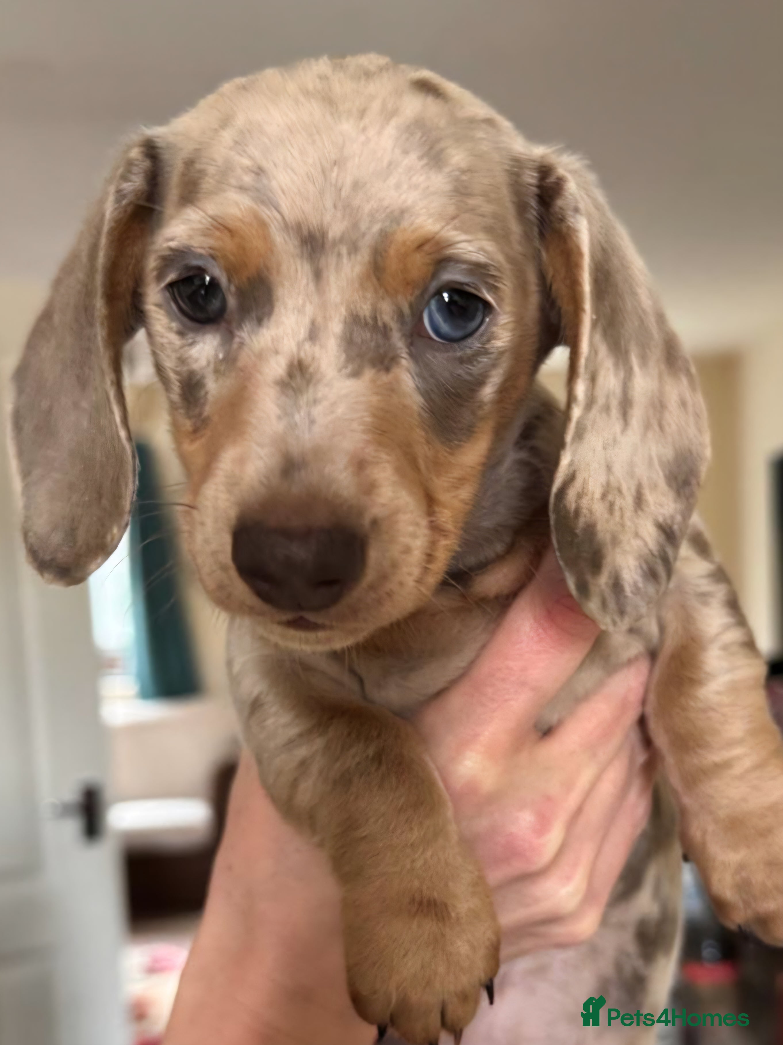 Miniature Dachshund dogs Beautiful kc reg miniature dachshunds - Advert 7
