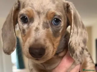 Miniature Dachshund dogs Beautiful kc reg miniature dachshunds - Advert 7