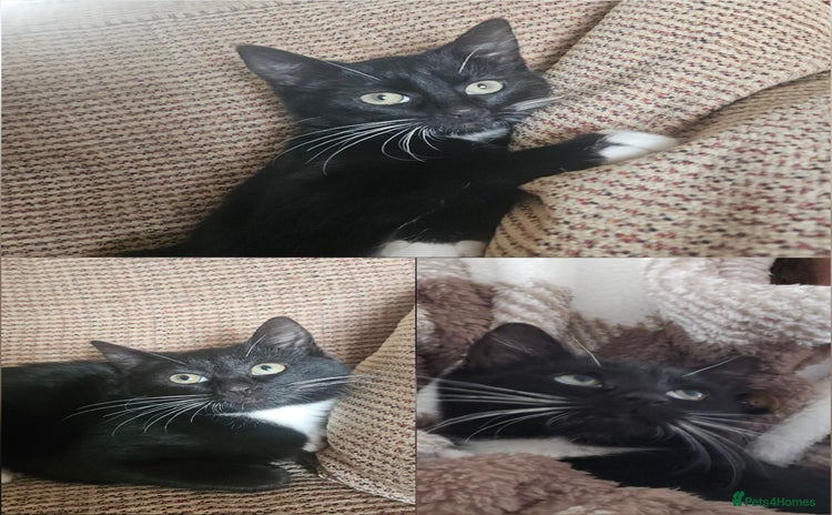 Mixed Breed cats - Advert 13