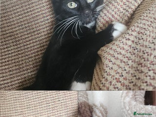 Mixed Breed cats - Advert 8