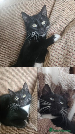 Mixed Breed cats - Advert 3