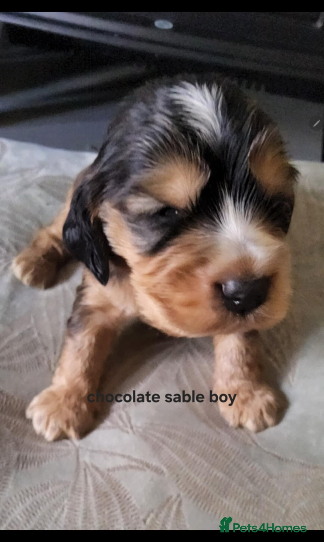 Cocker Spaniel dogs for sale: Show cocker spaniel  - Image 7