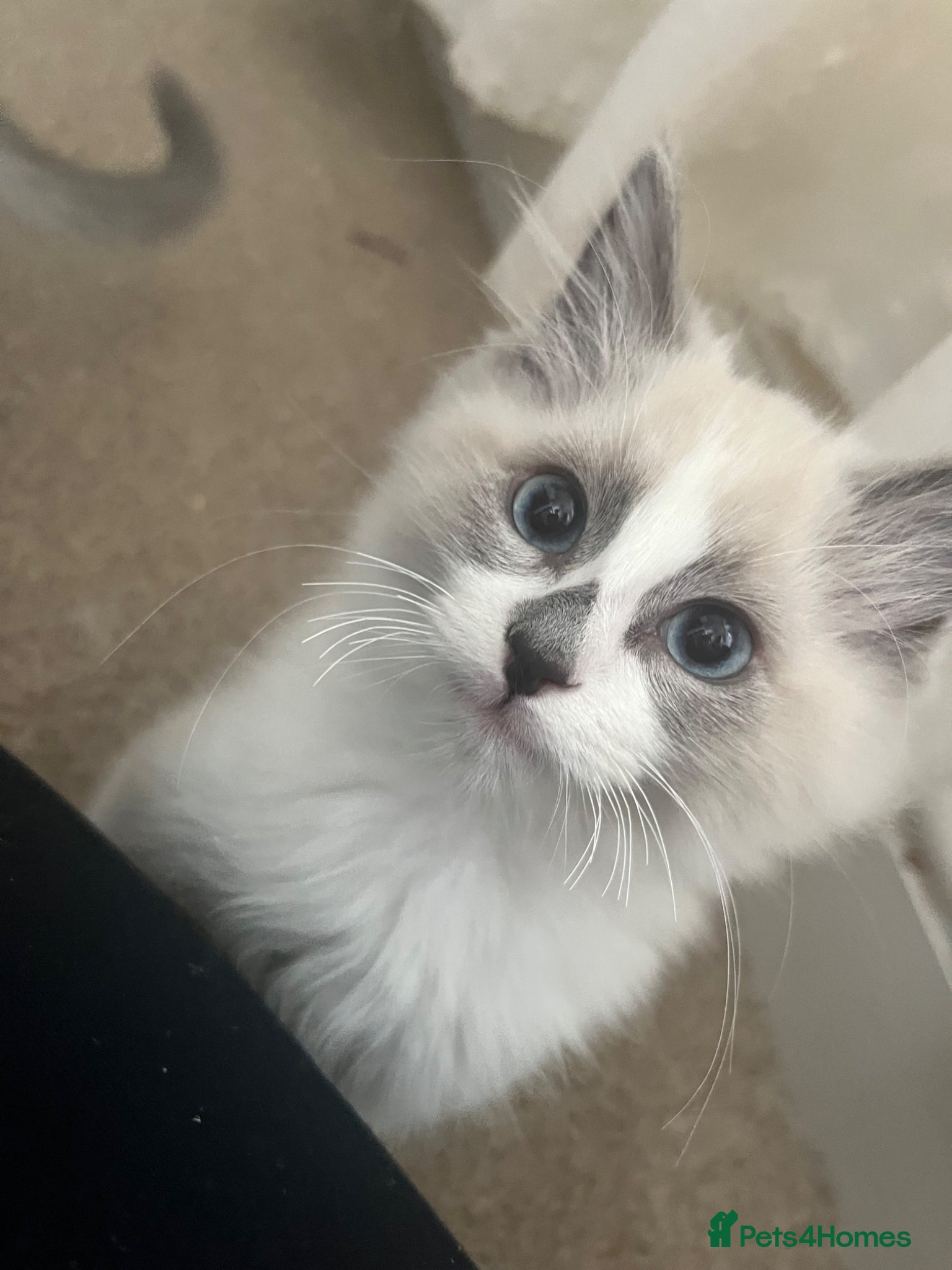 Ragdoll cats Male ragdoll kittens  - Advert 3