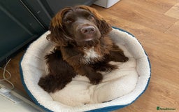 Sprocker dogs for sale: Male Chocolate  Sprocker Spaniel  - Image 9