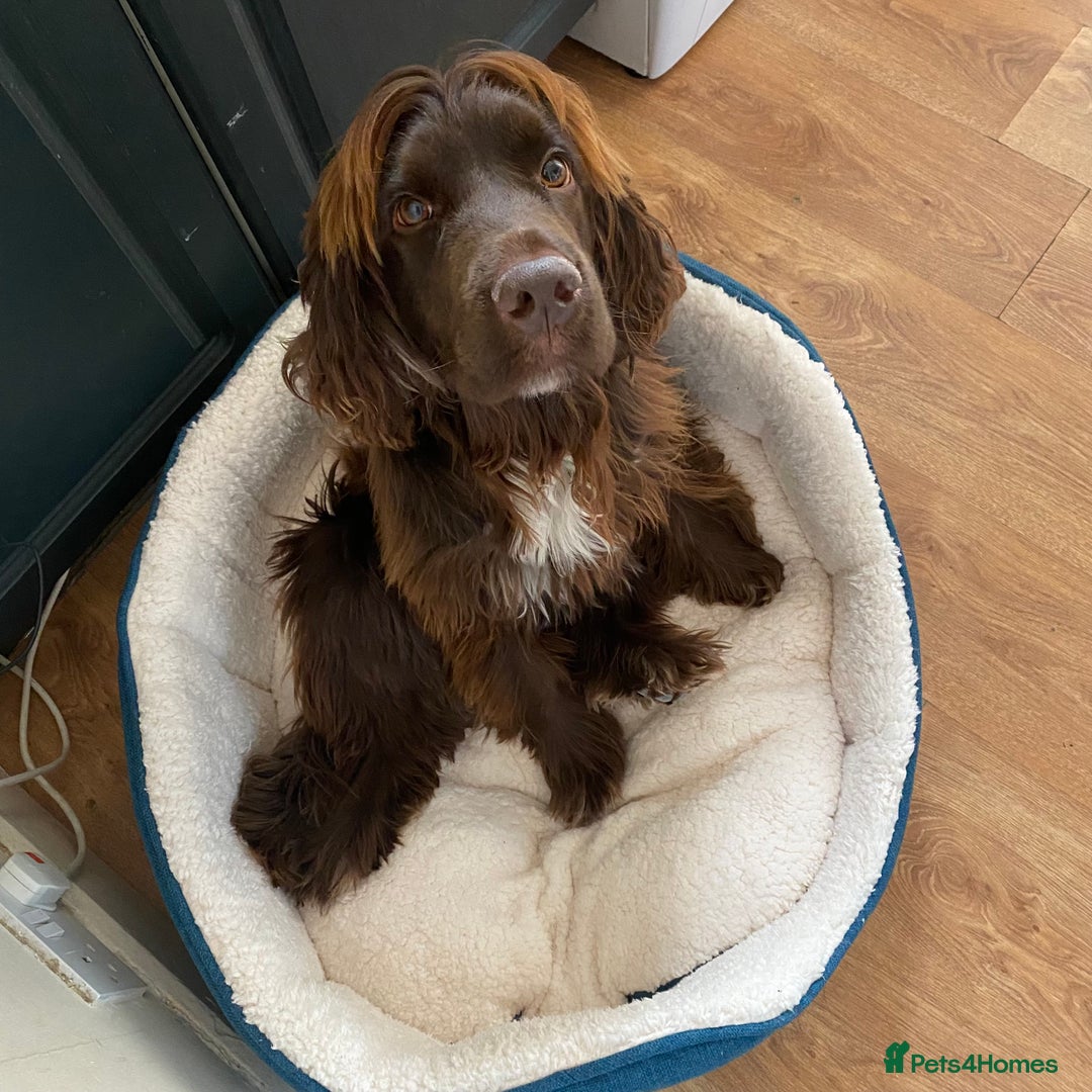 Sprocker dogs for sale: Male Chocolate  Sprocker Spaniel  - Image 9