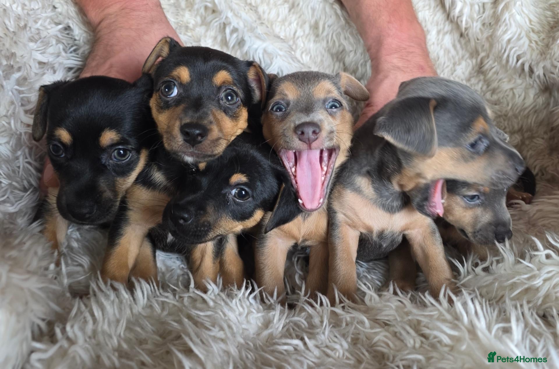 Jack Russell dogs Lilac and tan/black and tan Jack Russel puppies  - Advert 16
