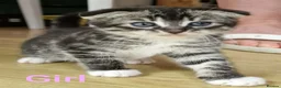 Bengal cats for sale: 5x Bengal kittes in Milton Keynes - Advert 2
