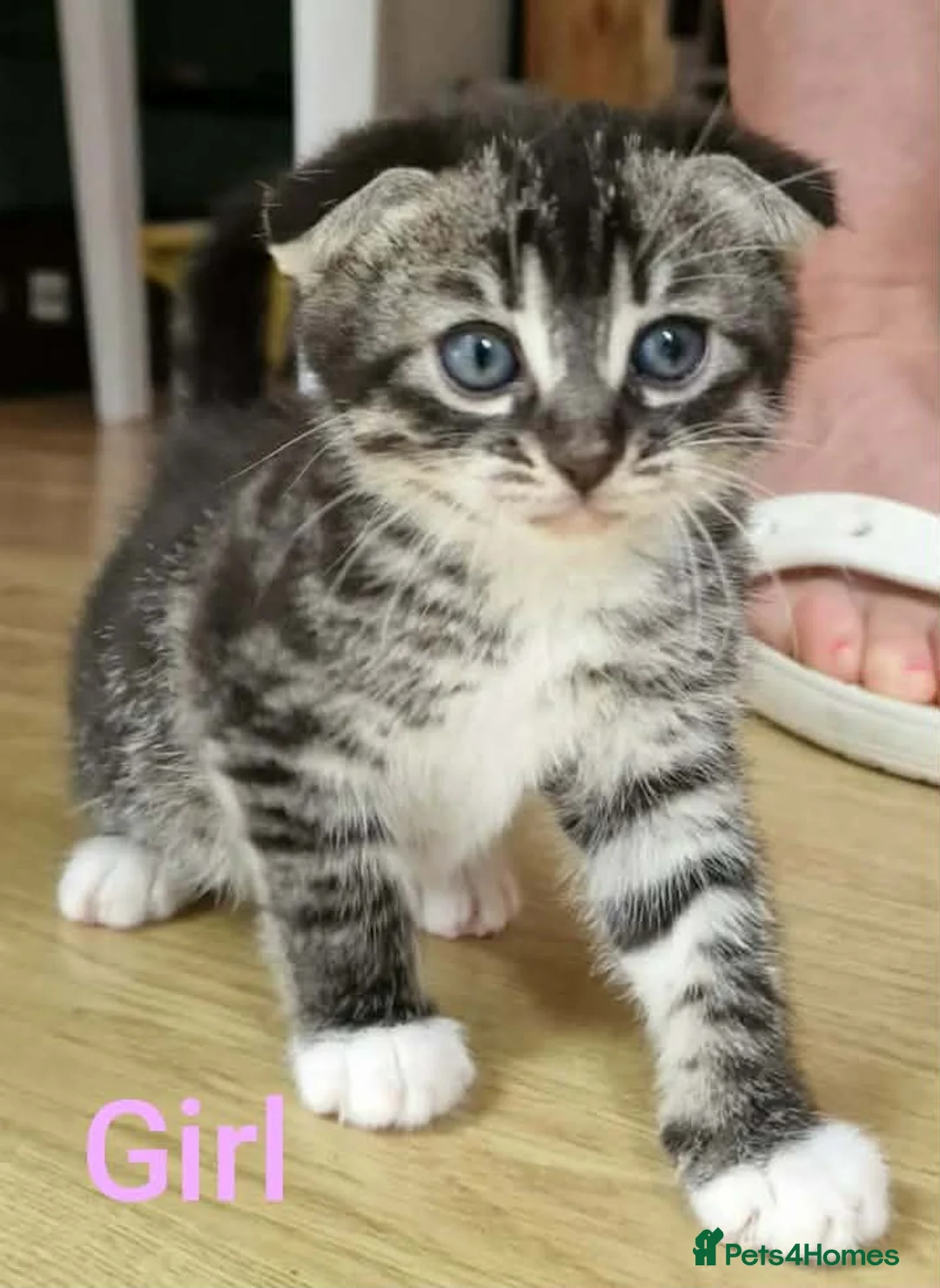 Bengal cats for sale: 5x Bengal kittes in Milton Keynes - Advert 2