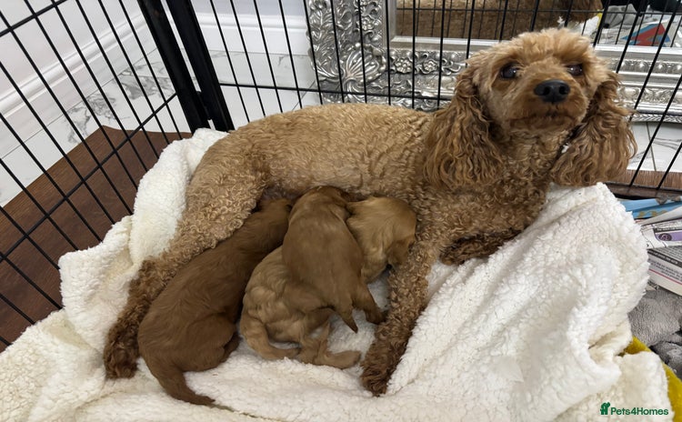 Cavapoo dogs - Advert 3
